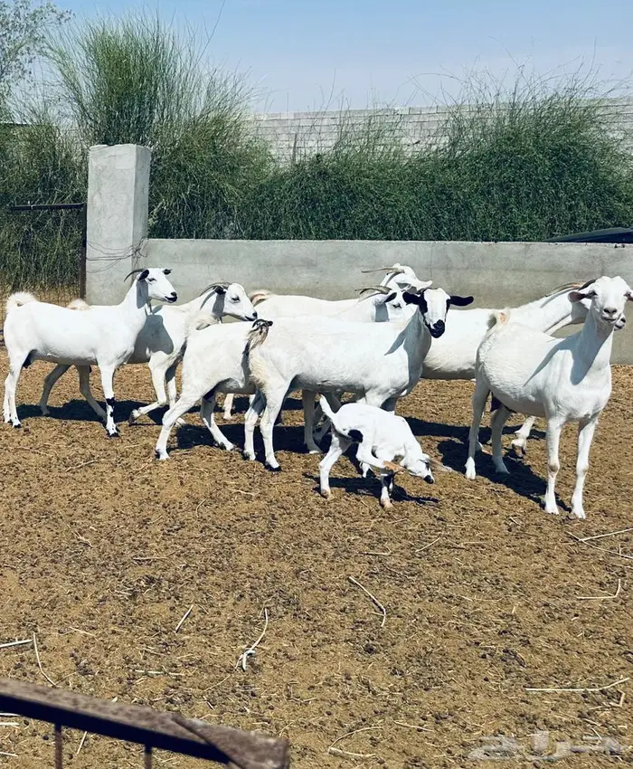 معزا بيشية ولد وقرايب 2