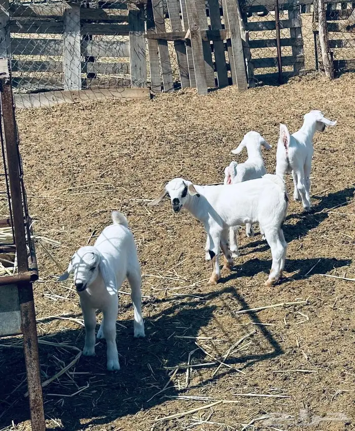 معزا بيشية ولد وقرايب 3