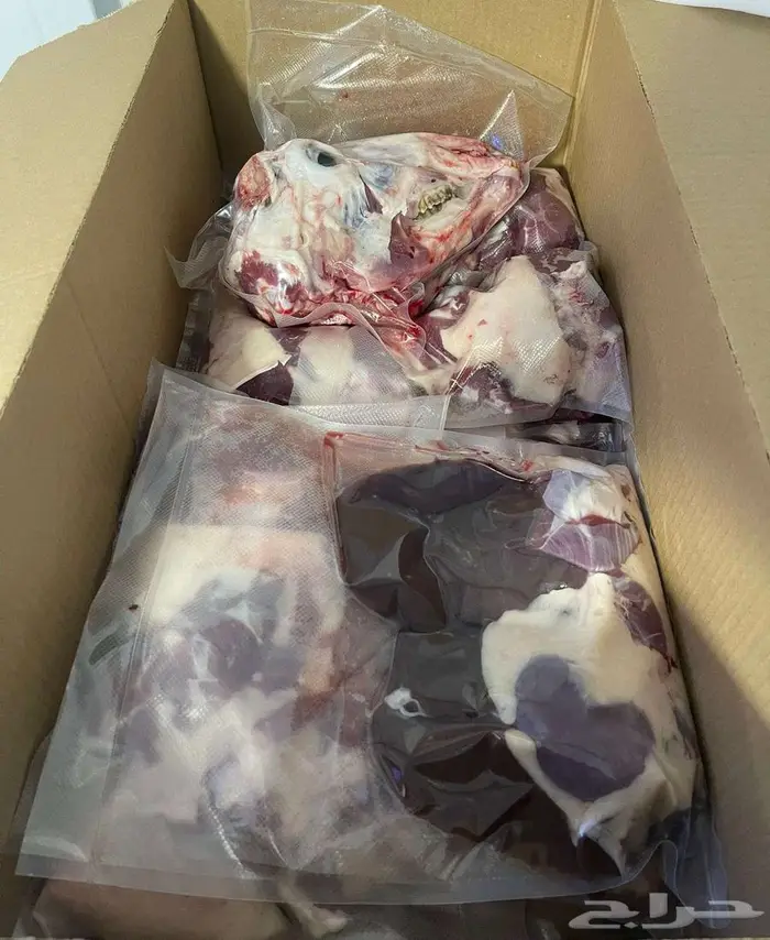 ذبايح تابي وتمارا 11