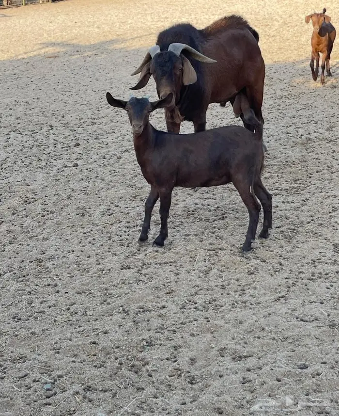 فحل ادهم ولد كلهاري منتج فواخر للبيع 2