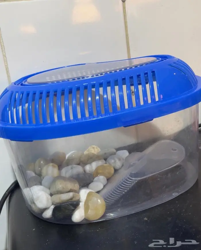 2 سلحفاء للبيع 5