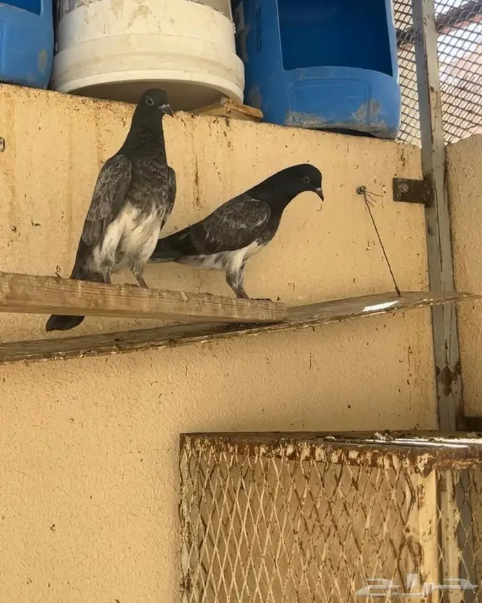 حمام باكستاني شبرا 0