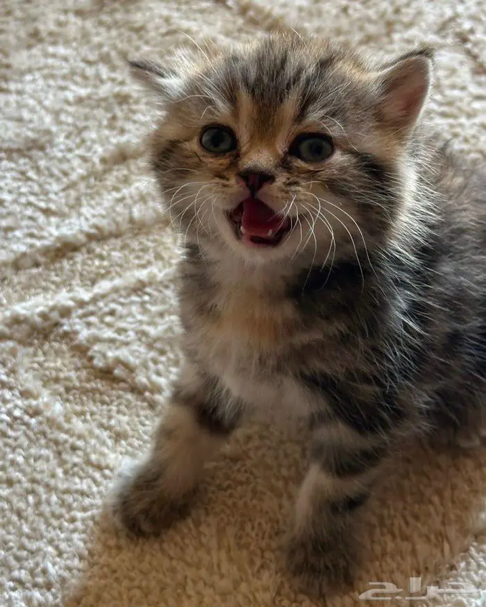 قطط إناث سكوتش تايقر للبيع 0