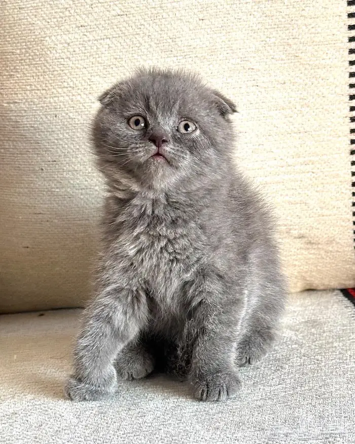 قط سكوتش فولد بلو للبيع 0