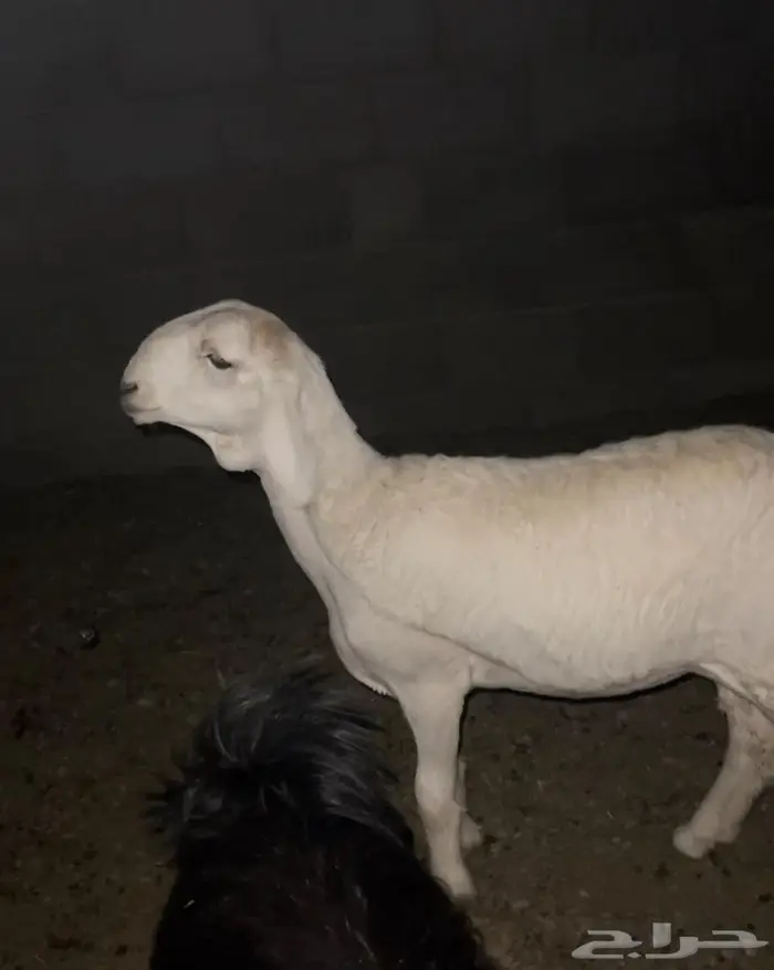 رخل حريه صنف كفو 0