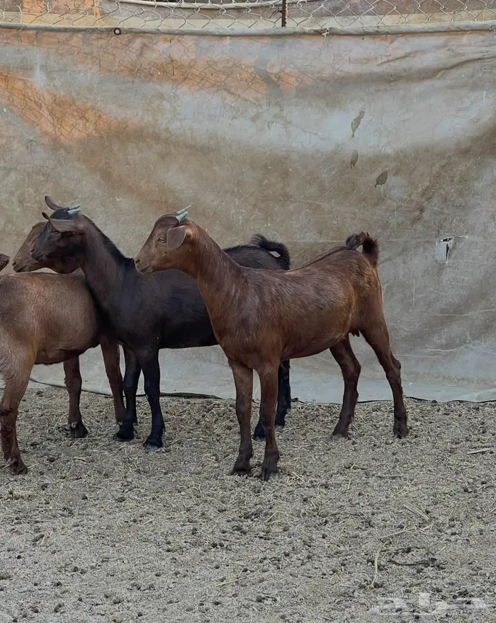 فحل ادهم ولد كلهاري منتج فواخر للبيع 4