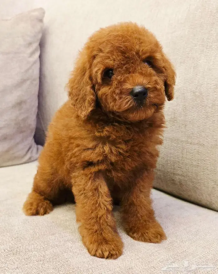 بومرينيم وميني توي بودل ويوركي وجيرمن 7