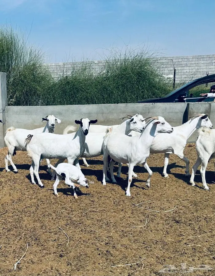 معزا بيشية ولد وقرايب 1