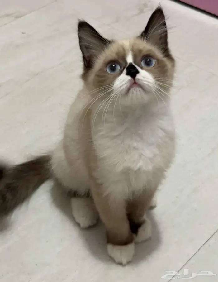 كيتن عمر 3 شهور ونصف قطة قط قطط 2