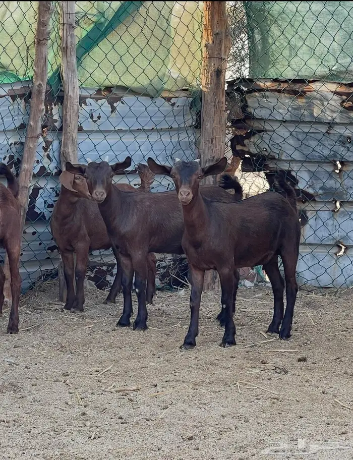 فحل ادهم ولد كلهاري منتج فواخر للبيع 8