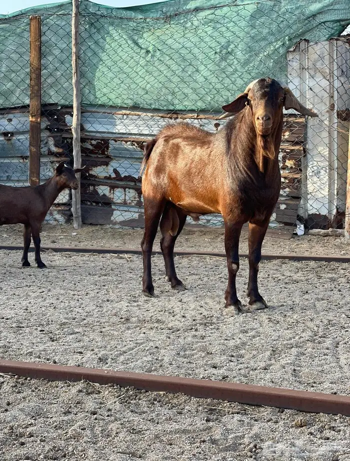 فحل ادهم ولد كلهاري منتج فواخر للبيع 6