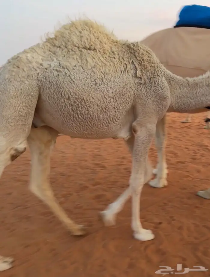 قعود بري 11شهر 0