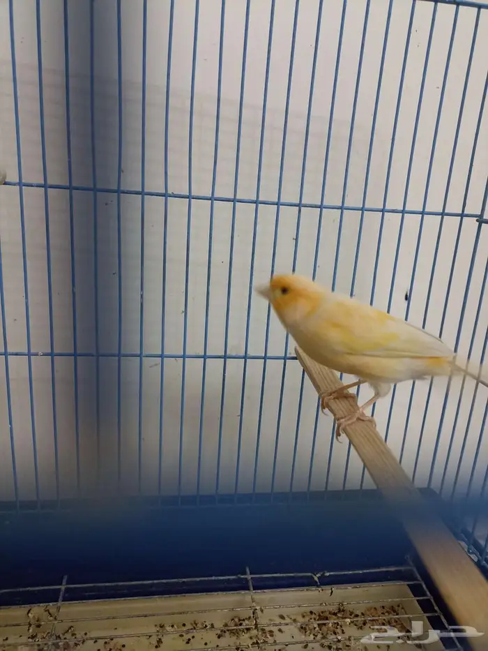 ذكر كناري سوري جاهز للبيع 4