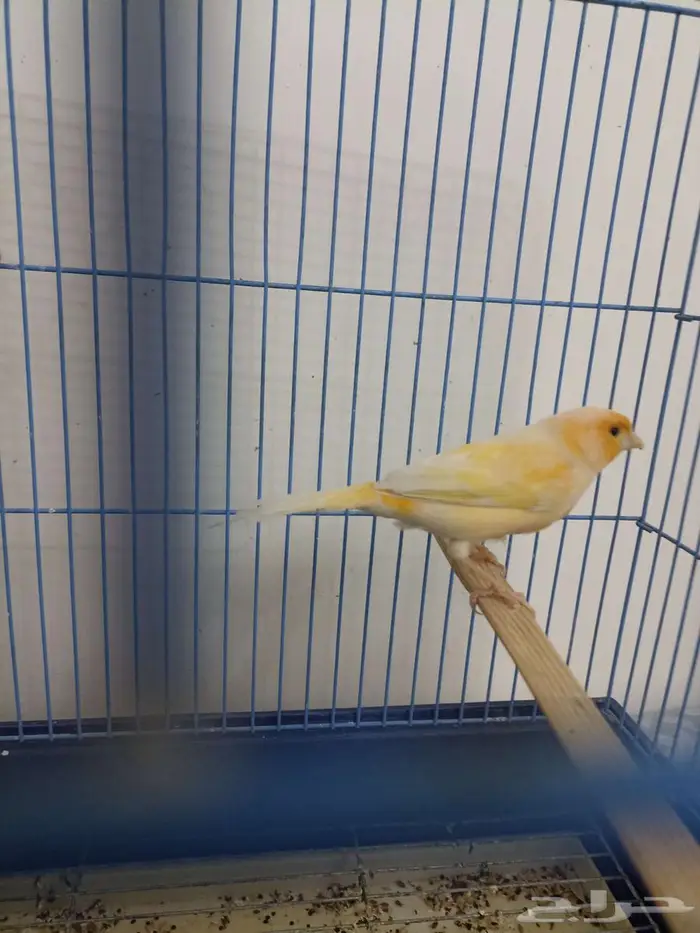 ذكر كناري سوري جاهز للبيع 2