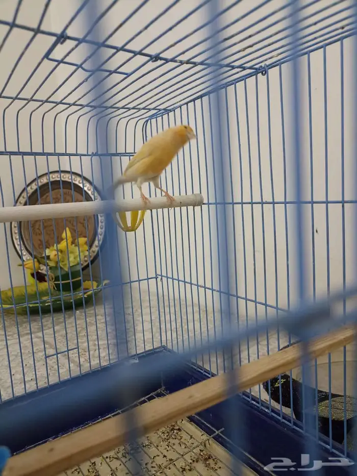 ذكر كناري سوري جاهز للبيع 3