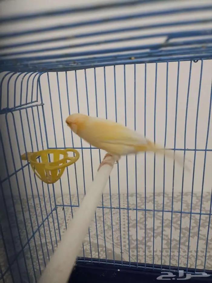 ذكر كناري سوري جاهز للبيع 0