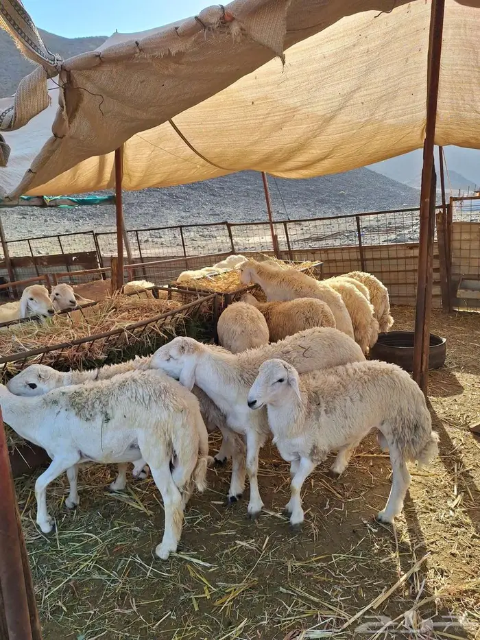 طليان حري ورخال حرية وتيوس وجفار 1