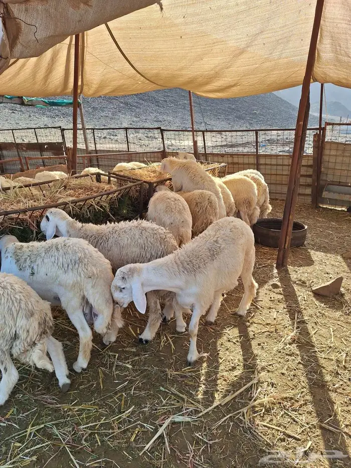 طليان حري ورخال حرية وتيوس وجفار 0