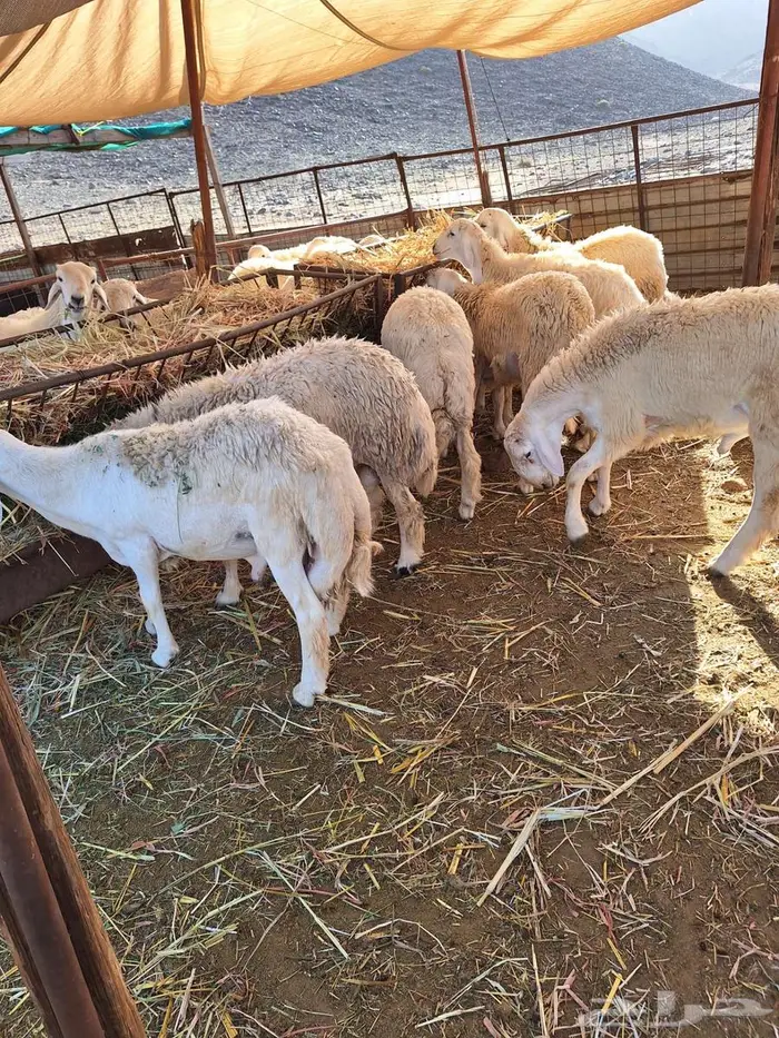 طليان حري ورخال حرية وتيوس وجفار 4