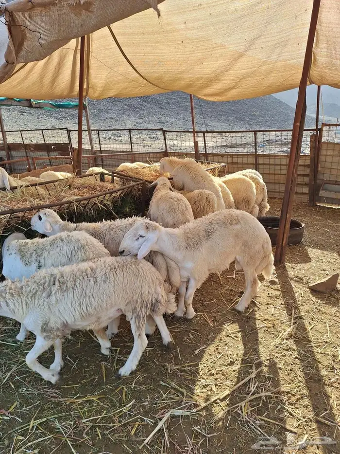 طليان حري ورخال حرية وتيوس وجفار 2