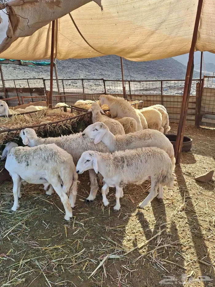 طليان حري ورخال حرية وتيوس وجفار 3