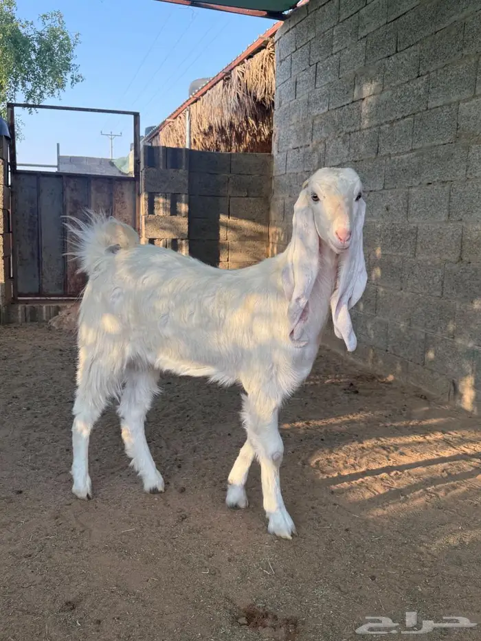 جذعه مطوره فاخره 0