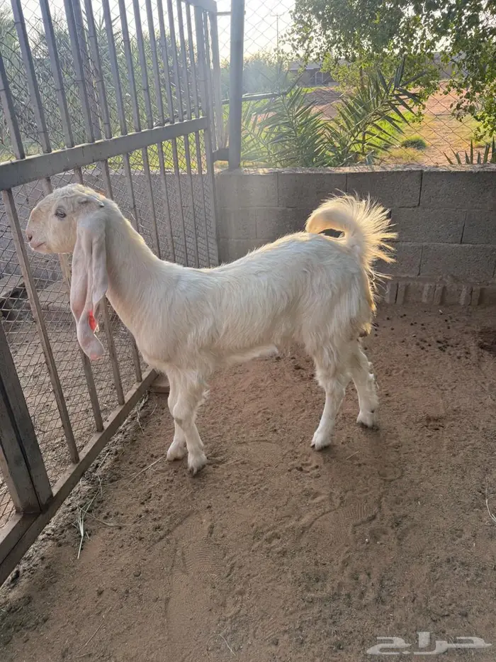 جذعه مطوره فاخره 3