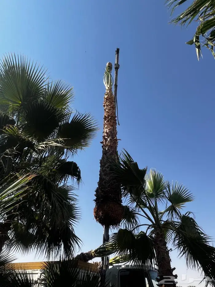 نخل واشنطن زينيه ونخيل مثمر عربي 0