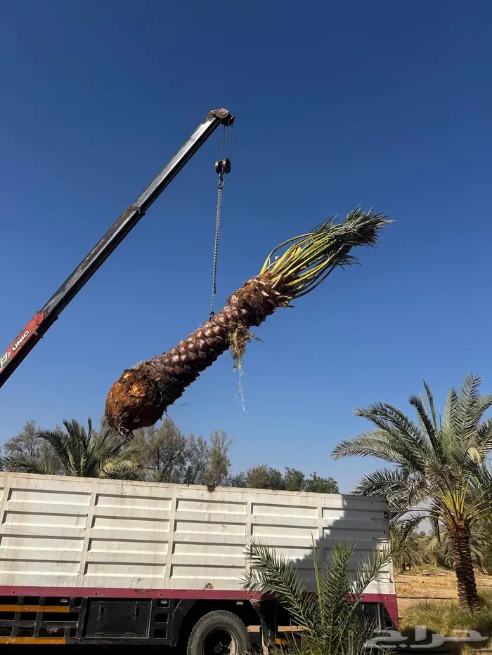 نخل واشنطن زينيه ونخيل مثمر عربي 1