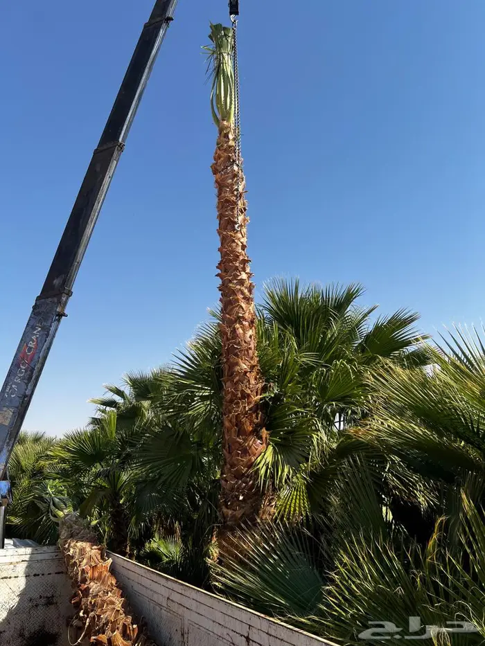 نخل واشنطن زينيه ونخيل مثمر عربي 2