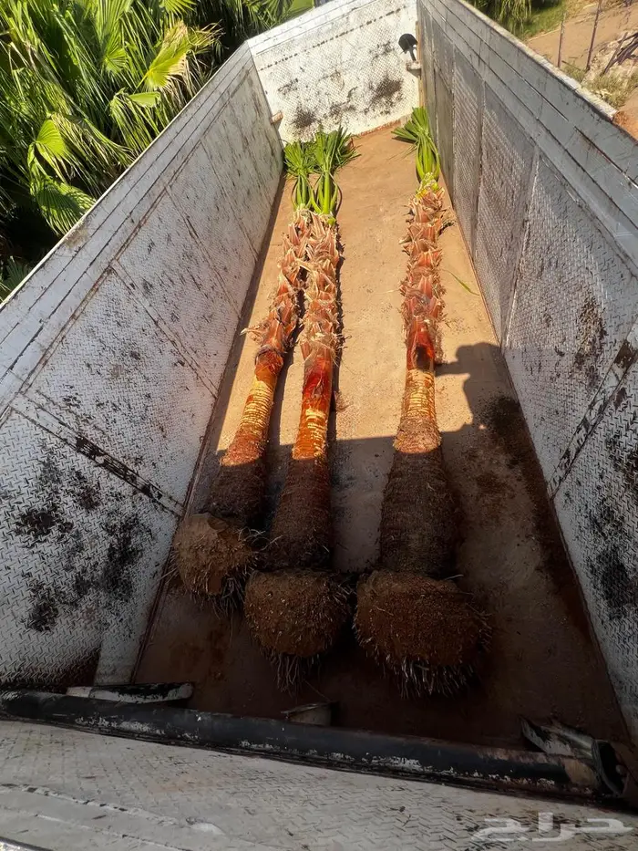 نخل واشنطن زينيه ونخيل مثمر عربي 3