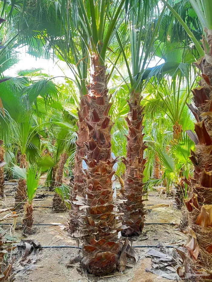 نخل واشنطن زينيه ونخيل مثمر عربي 4