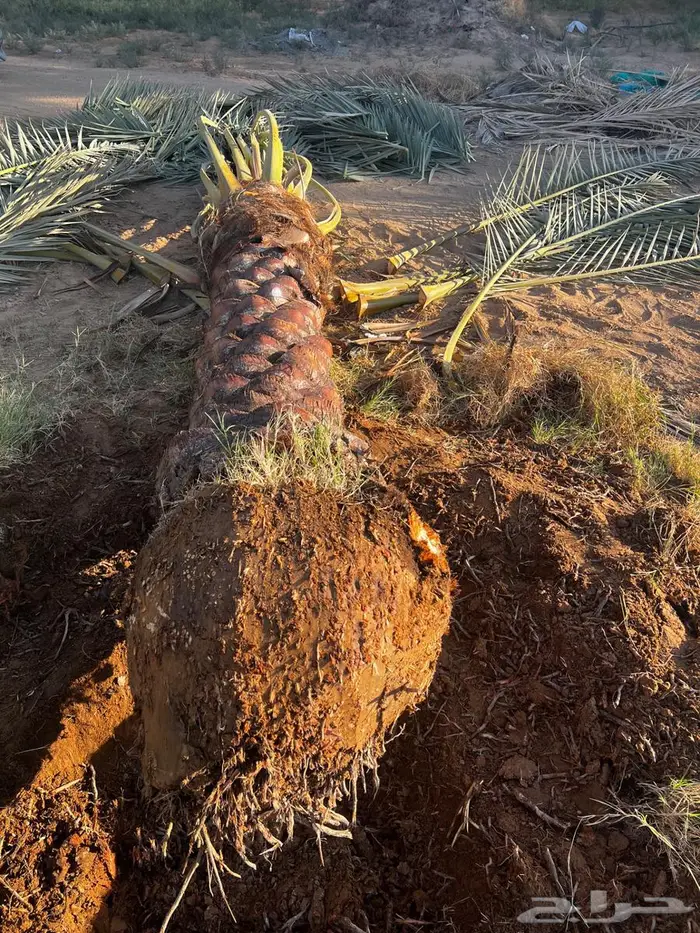 نخل واشنطن زينيه ونخيل مثمر عربي 5