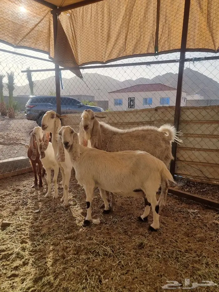 معزا مطورات فاخرره جدا وجروم كفو بالحيل 7