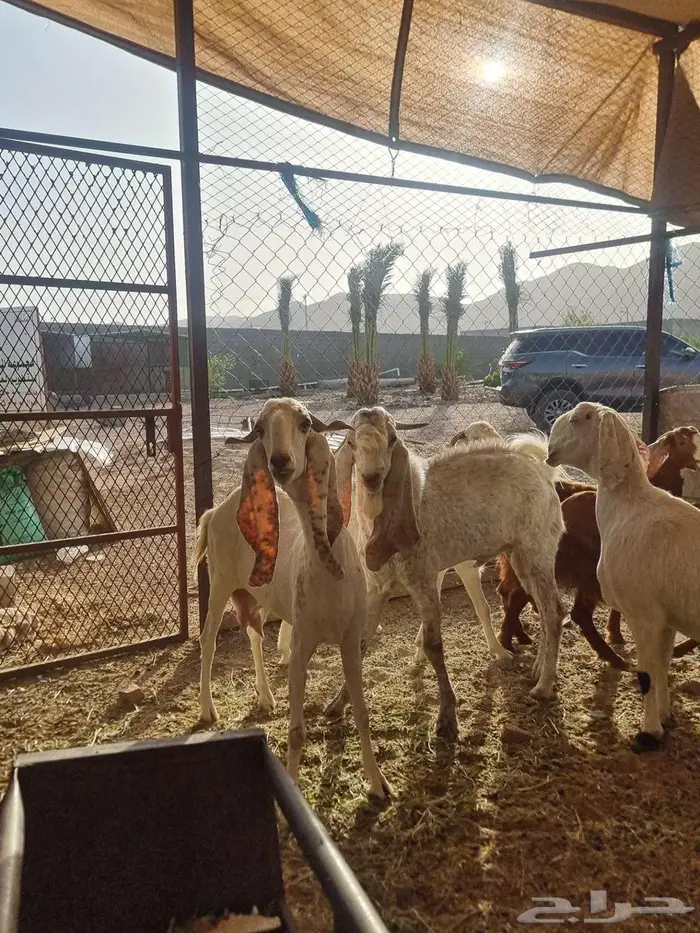 معزا مطورات فاخرره جدا وجروم كفو بالحيل 9