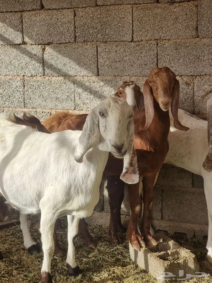 معزا مطورات فاخرره جدا وجروم كفو بالحيل 6