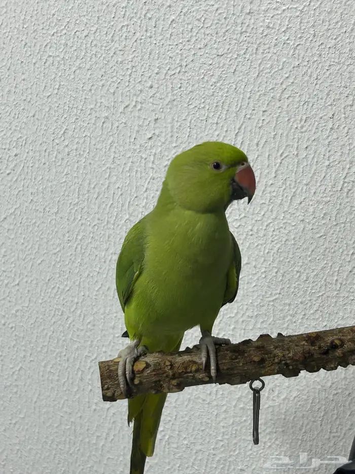 طير درة هندي 1