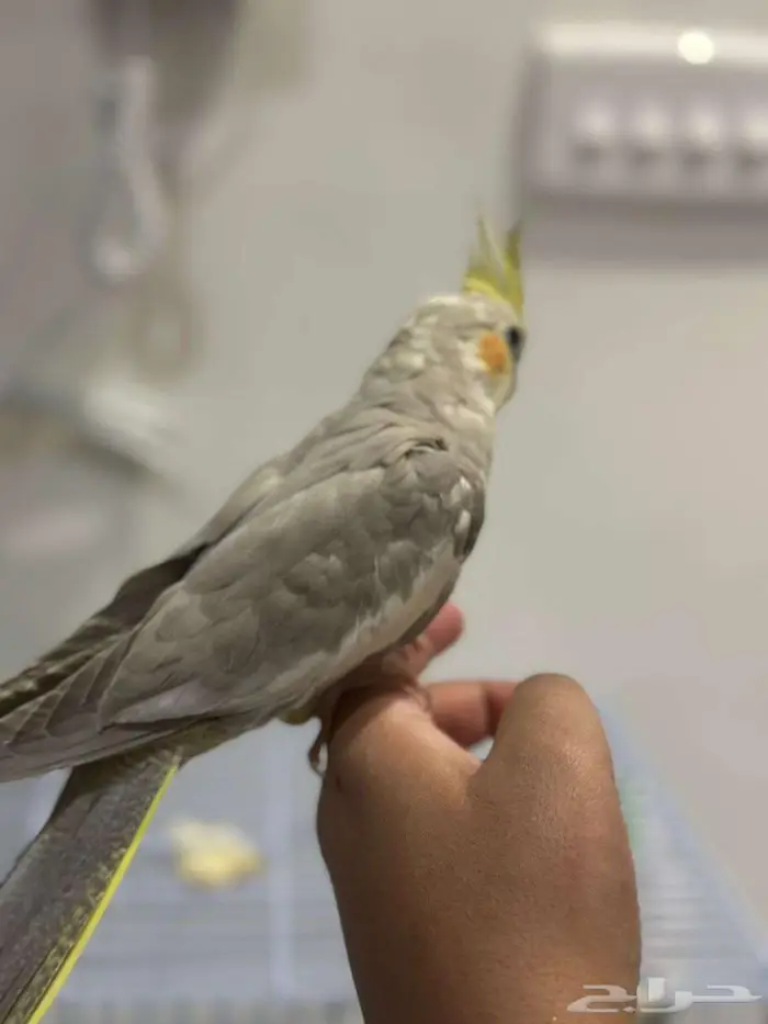 فروخ كراون لاتنيوم هولنديه متكلم الذكر مشالله 1