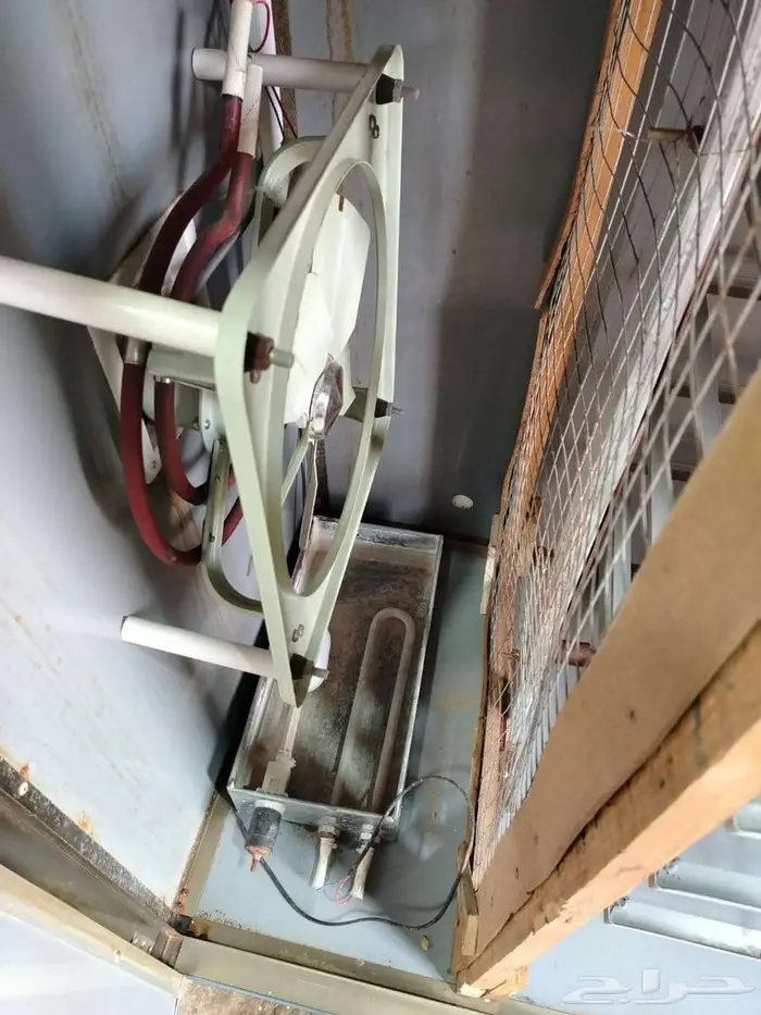 يتوفر صوص بعمر شهر 12