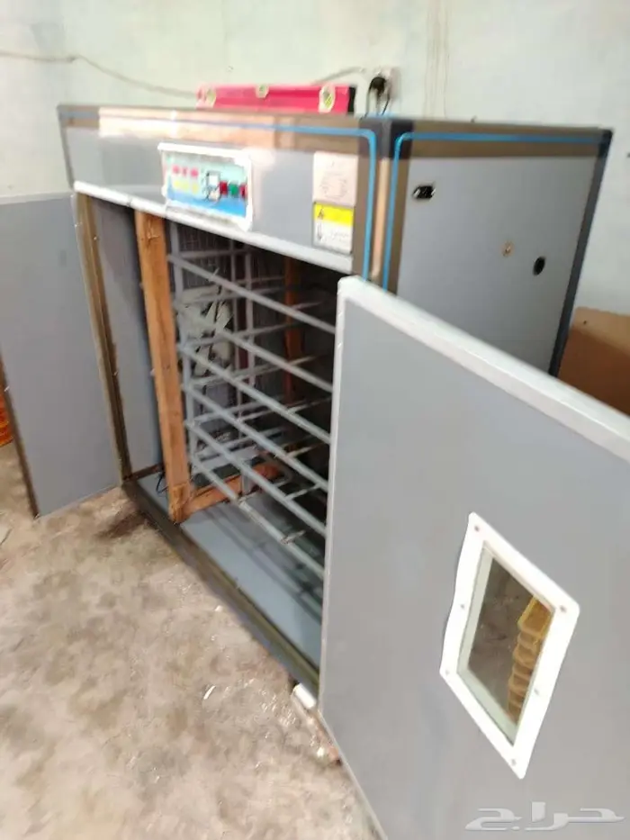 يتوفر صوص بعمر شهر 11