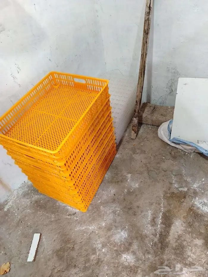 يتوفر صوص بعمر شهر 15