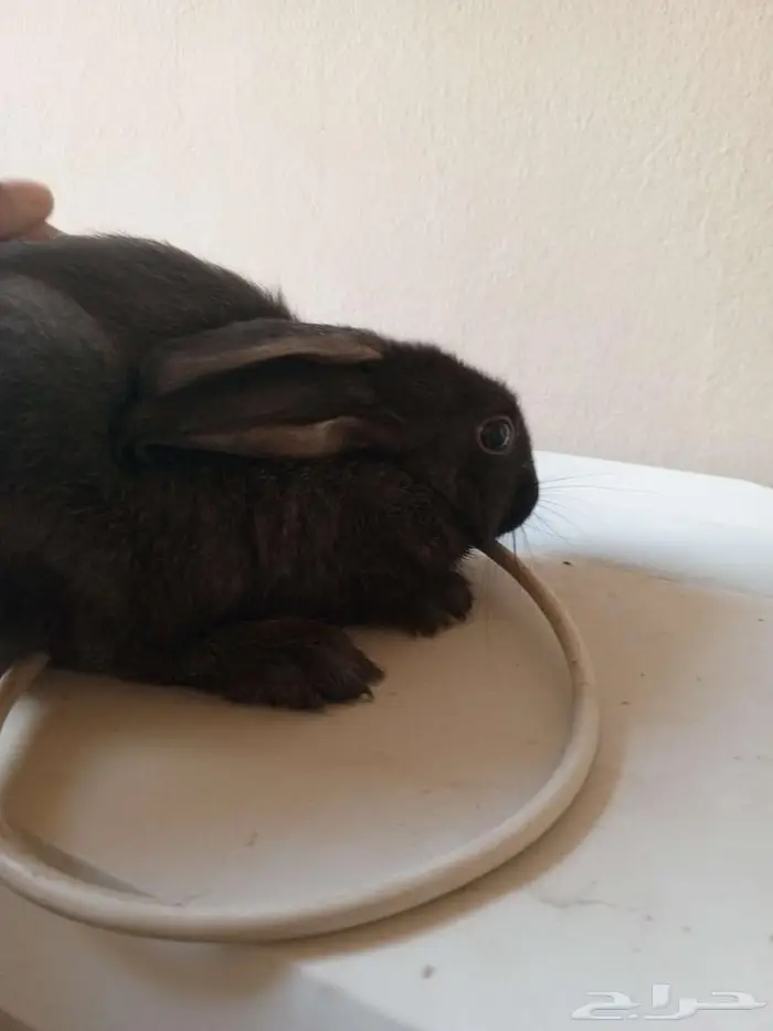 أرنب 2 للبيع 1