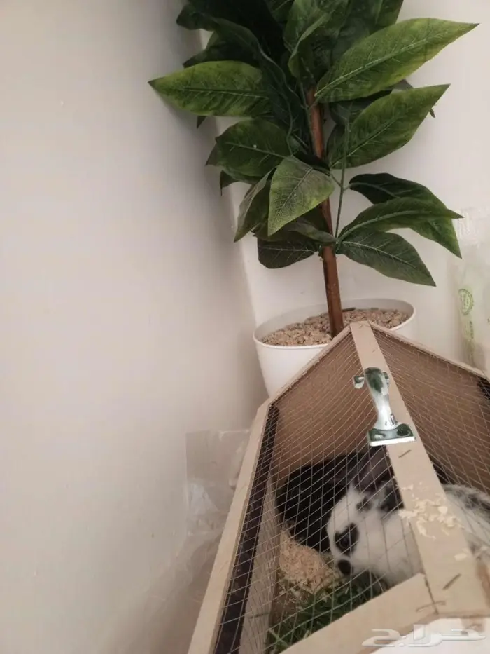 أرنب 2 للبيع 4