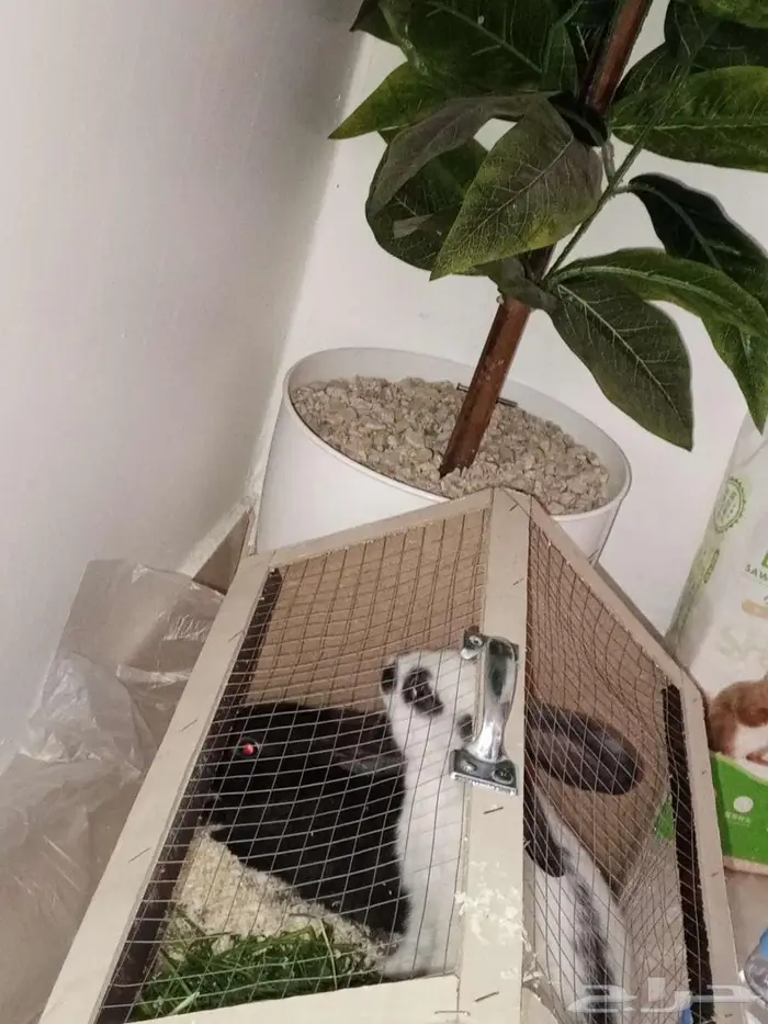 أرنب 2 للبيع 2