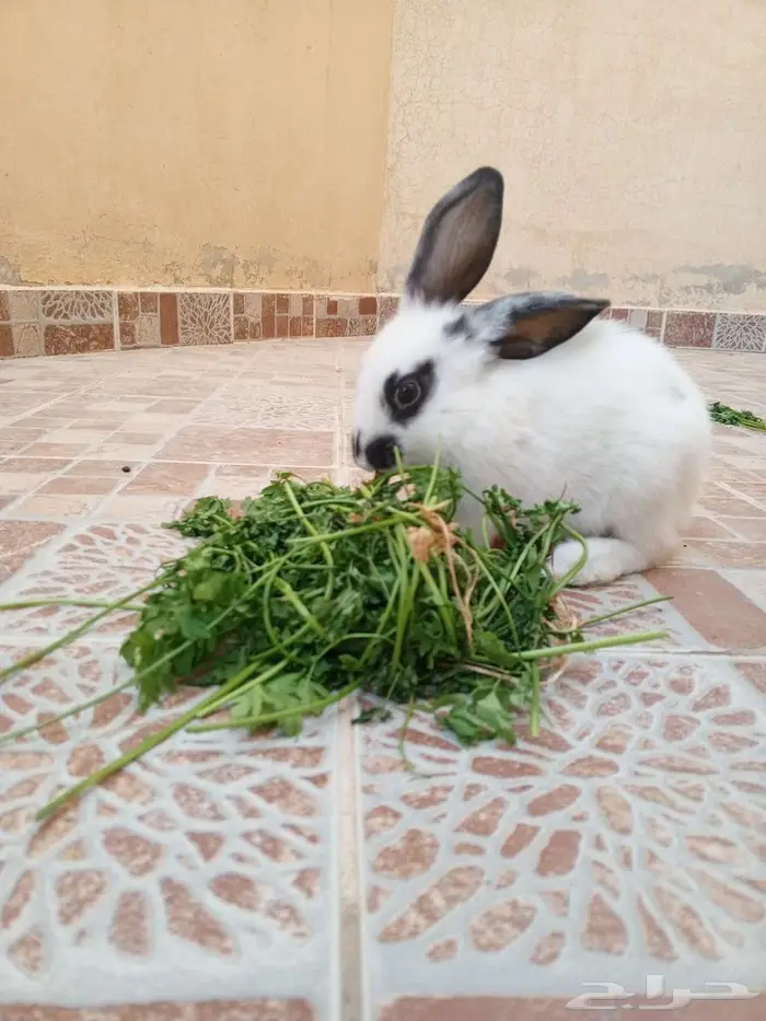 أرنب 2 للبيع 3