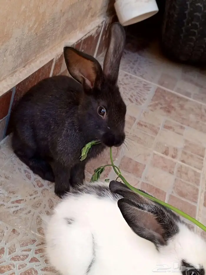 أرنب 2 للبيع 5