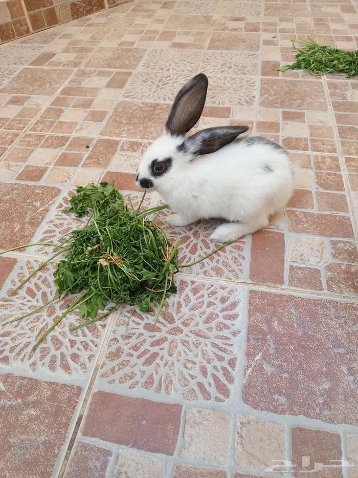 أرنب 2 للبيع 0