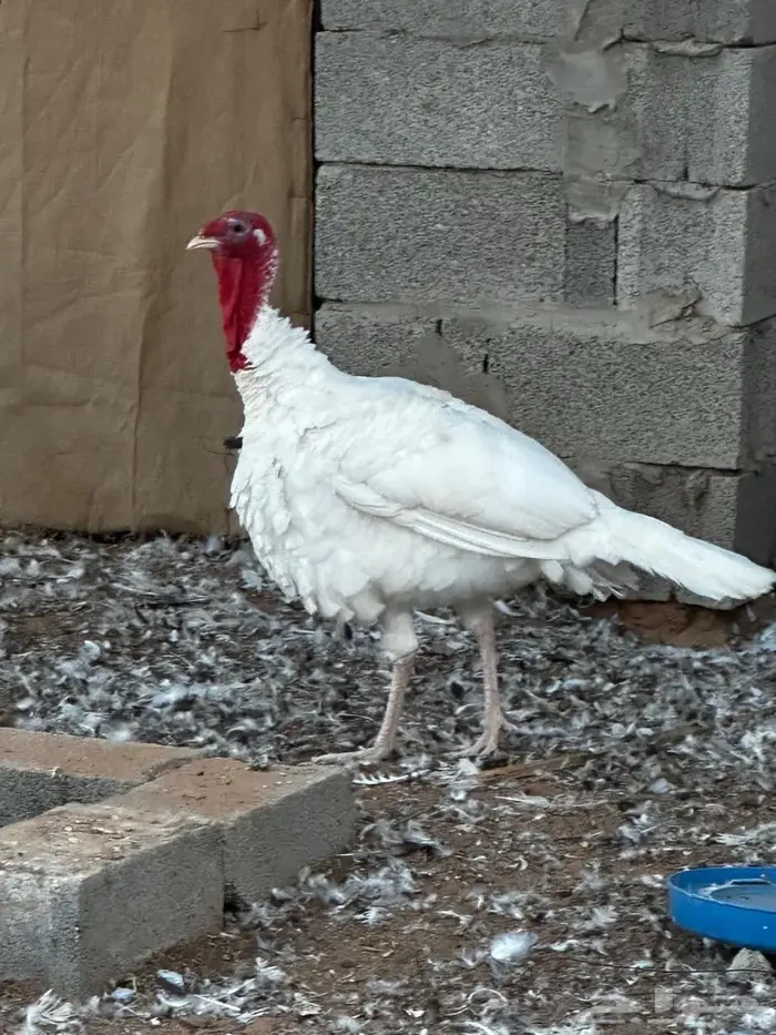 ديك رومي طيب 0