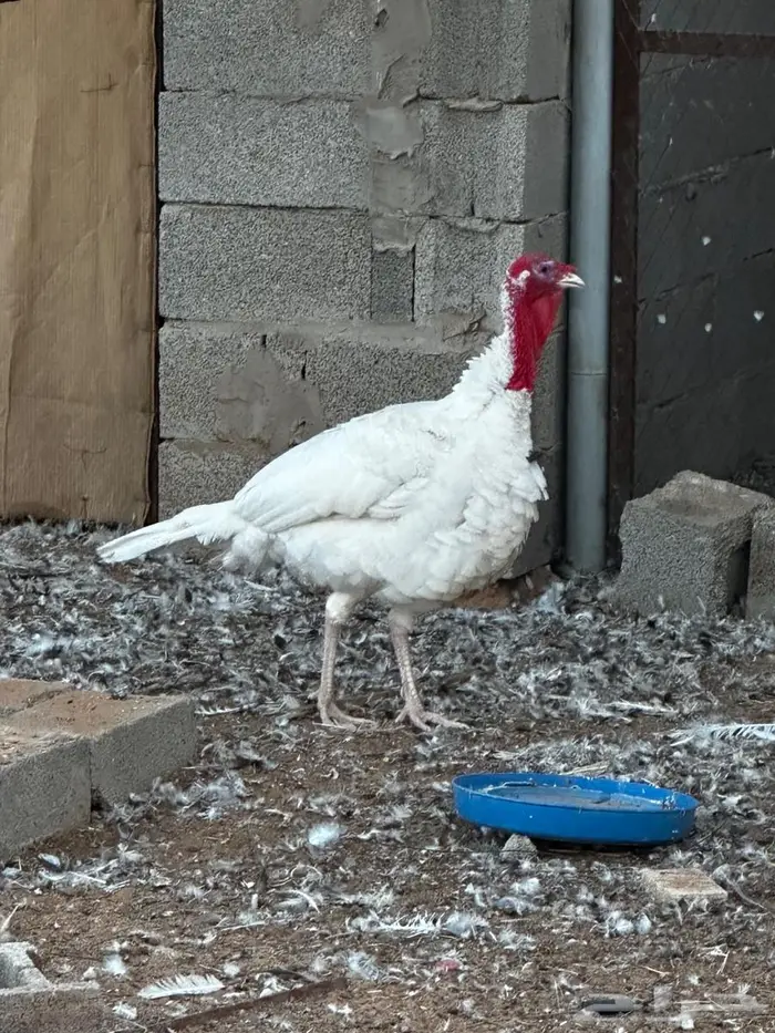 ديك رومي طيب 1