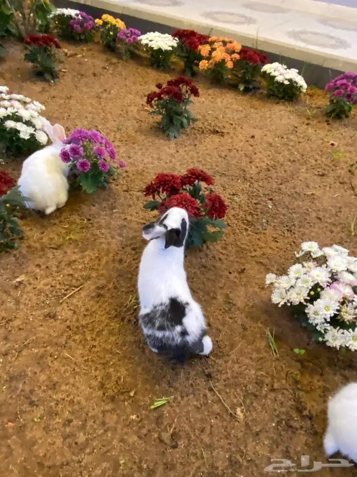 ارانب صغار للبيع 1